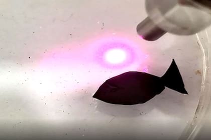 22/06/2022 Aspecto del nuevo micro-robot con aspecto de pez movio por luz y que recoge microplástico POLITICA INVESTIGACIÓN Y TECNOLOGÍA WANG ET AL. /NANO LETTERS