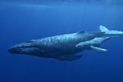 22/08/2024 Ballena jorobada POLITICA INVESTIGACIÓN Y TECNOLOGÍA UNIVERSIDAD DE HAWAI