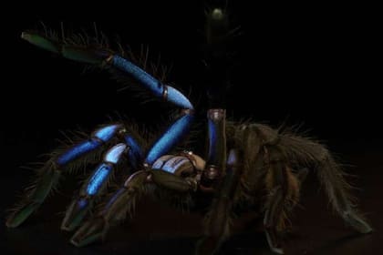 22/09/2023 Chilobrachys natanicharum. POLITICA INVESTIGACIÓN Y TECNOLOGÍA YURANAN NANTHAISONG