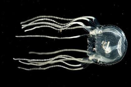 22/09/2023 La medusa de caja del Caribe (Tripedalia cistophora) puede aprender a asociar una señal visual particular con una sensación de golpe. POLITICA INVESTIGACIÓN Y TECNOLOGÍA JAN BIELECKI