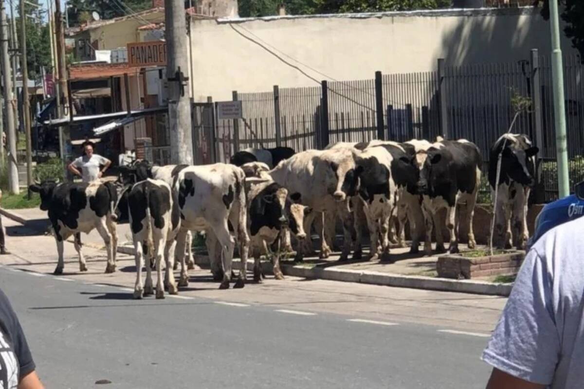 23 vacas sueltas en Córdoba