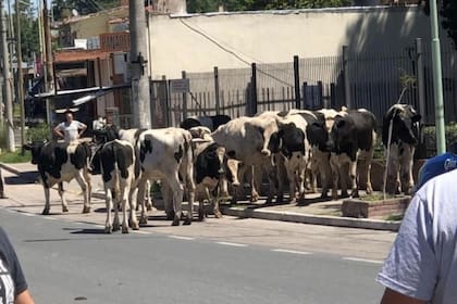 23 vacas sueltas en Córdoba