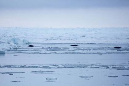 23/02/2023 Tres ballenas cabeza de arco respiran cerca del hielo POLITICA INVESTIGACIÓN Y TECNOLOGÍA KATE STAFFORD, MARINE MAMMAL INSTITUTE, OSU