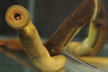 23/02/2024 Ejemplar adulto de lamprea de mar POLITICA INVESTIGACIÓN Y TECNOLOGÍA STOWERS INSTITUTE