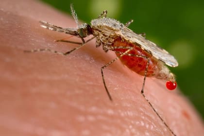 23/11/2015 Malaria, mosquito ESPAÑA EUROPA MADRID SALUD JIM GATHANY / CDC