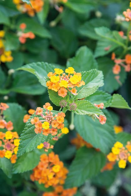 Seis plantas con flores para darle color y textura a tus canteros