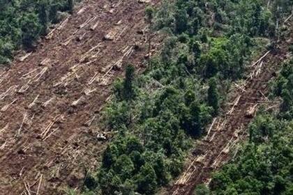 24-05-2012 Selva Tropical Árboles Deforestación.  El Gobierno indonesio ha dado por terminado el acuerdo suscrito con Noruega por el que el país europeo se comprometía a abonar hasta 1.000 millones de dólares (unos 846 millones euros) a Yakarta a cambio de recortes en las emisiones de efecto invernadero y protección para las regiones boscosas.  POLITICA SOCIEDAD ESPAÑA EUROPA GREENPEACE