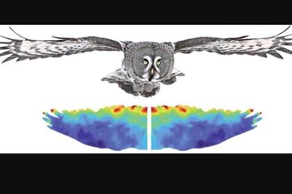 24/01/2024 Mapa de calor que representa distribuciones de fluctuaciones de presión en la superficie del ala del búho POLITICA INVESTIGACIÓN Y TECNOLOGÍA HAO LIU/CHIBA UNIVERSITY