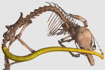 24/05/2023 Si bien es poco común en los mamíferos, los osteodermos están muy extendidos en otros grupos de vertebrados, incluidos los reptiles, los peces e incluso los anfibios. POLITICA INVESTIGACIÓN Y TECNOLOGÍA EDWARD STANLEY