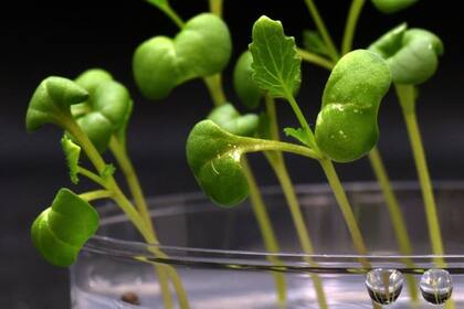 24/06/2022 Las plantas crecen en completa oscuridad en un medio de acetato que reemplaza la fotosíntesis biológica. POLITICA INVESTIGACIÓN Y TECNOLOGÍA MARCUS HARLAND-DUNAWAY/UCR