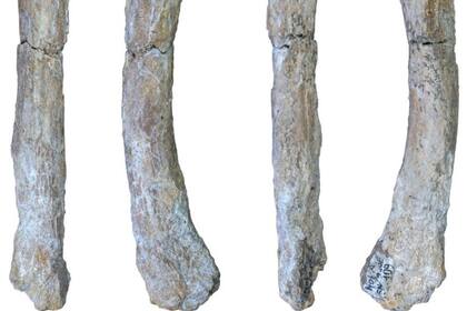 24/06/2024 Metatarso recién identificado del extinto león cavernario Panthera spelaea de Notarchirico (Venosa, Italia). La parte preservada del espécimen mide aproximadamente 14 cm. POLITICA INVESTIGACIÓN Y TECNOLOGÍA UNIVERSIDAD DE TUBINGA