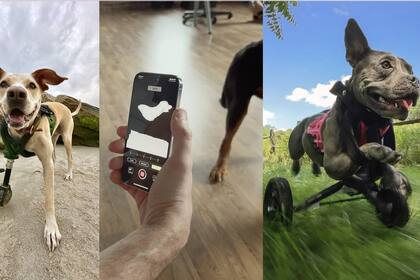 24/08/2023 La iniciativa de 3DPets para crear prótesis a medida para animales. POLITICA APPLE