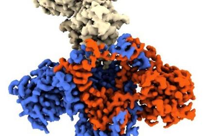 24/11/2022 Ilustración de complejo proteico ku (en rojo y azul) acoplado a proteína vírica (beige) SALUD CNIO