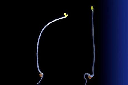 24/11/2023 Plántulas de Arabidopsis thaliana de tipo salvaje (izquierda) y mutante (derecha) con luz proveniente de la derecha. El mutante no reacciona a la fuente de luz. POLITICA CIG-UNIL