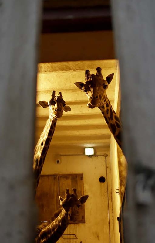 ¿Los zoológicos deben desaparecer? La historia detrás del encierro de animales