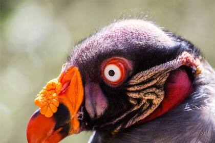 25/05/2023 "El gallinazo rey o cóndor de la selva (Sarcoramphus papa) COMUNIDAD VALENCIANA ESPAÑA EUROPA VALENCIA SOCIEDAD UV
