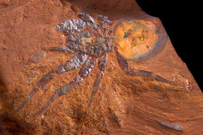 25/09/2023 Megamonodontium mccluskyi es el nombre de este fósil de araña trampera encontrado en Australia, que se convirtió en el fósil más grande de arácnido hallado hasta ahora en ese país de Oceanía POLITICA INVESTIGACIÓN Y TECNOLOGÍA AUSTRALIAN MUSEUM