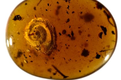 25/10/2022 Aspecto del nuevo caracol velloso encontrado en ámbar birmano.  Una nueva especie de caracol terrestre, que presenta pelos cortos y erizados a lo largo del caparazón, ha sido descubierta preservada en una pieza de ámbar de aproximadamente 99 millones de años.  POLITICA INVESTIGACIÓN Y TECNOLOGÍA MUSEO SENCKENBERG
