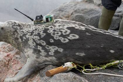25/10/2023 El estudio científico utilizó telemetría, datos de reconocimientos aéreos y análisis genómicos para documentar la existencia de la singular foca anillada de Kangia. POLITICA INVESTIGACIÓN Y TECNOLOGÍA GREENLAND INSTITUTE OF NATURAL RESOURCES.