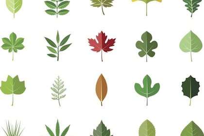 25/10/2023 Los árboles son el sumidero de carbono más importante, ya que absorben y almacenan CO2 a través de sus hojas. POLITICA INVESTIGACIÓN Y TECNOLOGÍA UNIVERSIDAD DE BAYREUTH