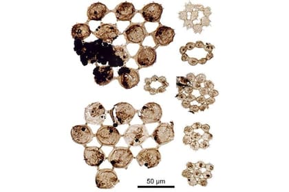25/10/2023 Plancton fósil de hace 500 millones de años. Estas diminutas algas miden mucho menos de un milímetro. POLITICA INVESTIGACIÓN Y TECNOLOGÍA THP HARVEY