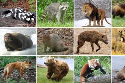 25/10/2023 Una investigación encuentra que los patrones de precipitación global son un impulsor de la diversidad animal POLITICA INVESTIGACIÓN Y TECNOLOGÍA UTAH STATE UNIVERSITY