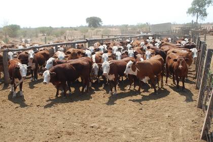 26-09-2008
GANADO EN EL ESTABLECIMIENTO DE RIO MUERTO EN LAPROV. DEL CHACO- NOTA DE FERNANDO BERTELL