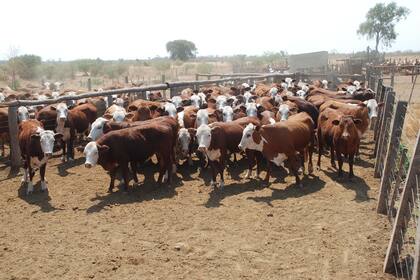 Posibilidades de mejora en la producción de leche y carne