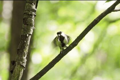 26/03/2024 El gesto “después de ti” en el herrerillo japonés POLITICA INVESTIGACIÓN Y TECNOLOGÍA SUZUKI AND SUGITA, 2024/ CURRENT BIOLOGY