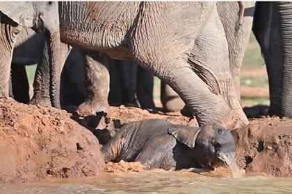 26/05/2022 Cría de elefante disfruta chapoteando en el agua SOCIEDAD YOUTUBE - VIDELO -  LEE-ANNE ROBERTSON