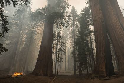 26/09/2021 September 26, 2021, California, U.S: Flames from the Windy Fire burn near a giant sequoia tree in the Trail of 100 Giants area in the Sequoia National Forest, near California Hot Springs, California, on Sunday, September 26, 2021. POLITICA Europa Press/Contacto/Tracy Barbutes