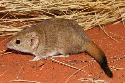 26/10/2023 Una Mulgara de cola de cresta. POLITICA INVESTIGACIÓN Y TECNOLOGÍA BOBBY TAMAYO, SIMPSON DESERT, QLD