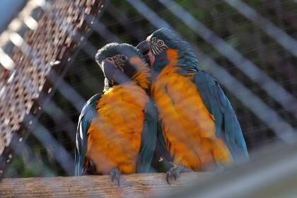 26/11/2023 Dos crías guacamayo barba azul, una especie natural del norte de Bolivia y "en peligro crítico de extinción". El Zoo de Barcelona ha acogido por primera vez el nacimiento de dos crías guacamayo barba azul, una especie natural del norte de Bolivia y "en peligro crítico de extinción", según la Unión Internacional para la Conservación de la Naturaleza (UICN), principalmente amenazada por la deforestación y las capturas ilegales. POLITICA AYUNTAMIENTO DE BARCELONA