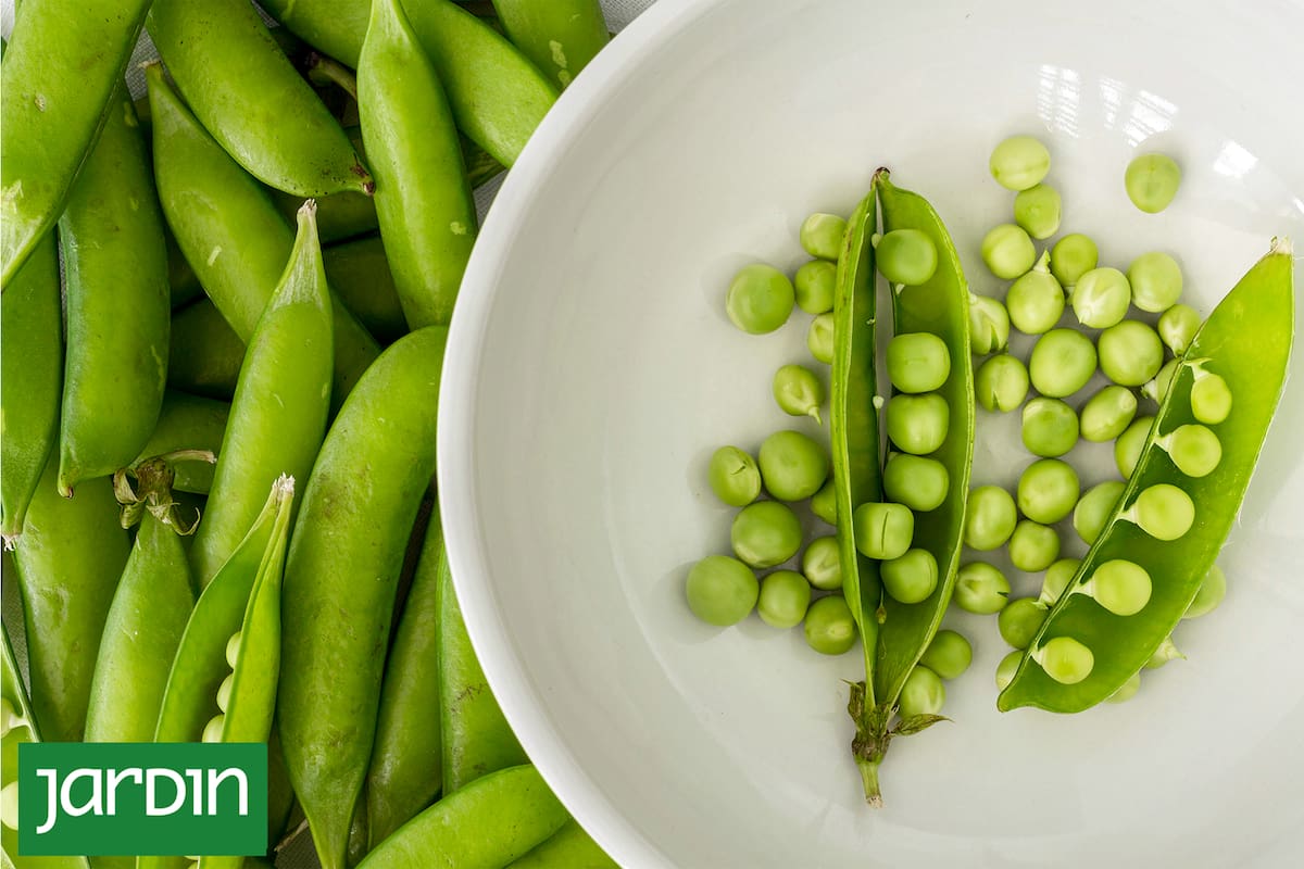 Cómo cultivar y aprovechar en su mejor momento las perlas de la primavera