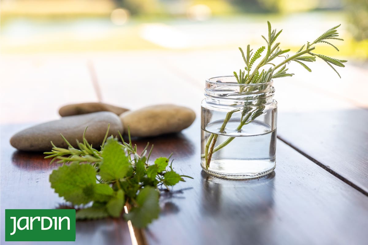 El secreto del agua oxigenada para que tus plantas crezcan más rápido