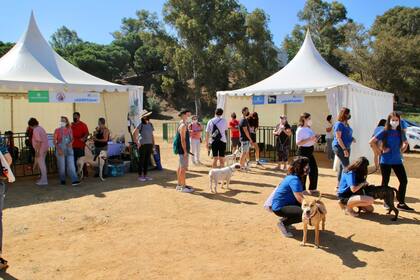 27-06-2021 I Feria de adopción de mascotas 'Huelva Protege' POLITICA HARM SPANHAAK