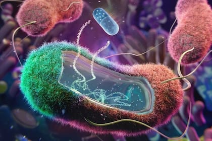 27/10/2022 Bacteria SALUD CIBER