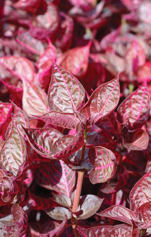 Plantas de hojas rojas o bordó que suman color a tu jardín