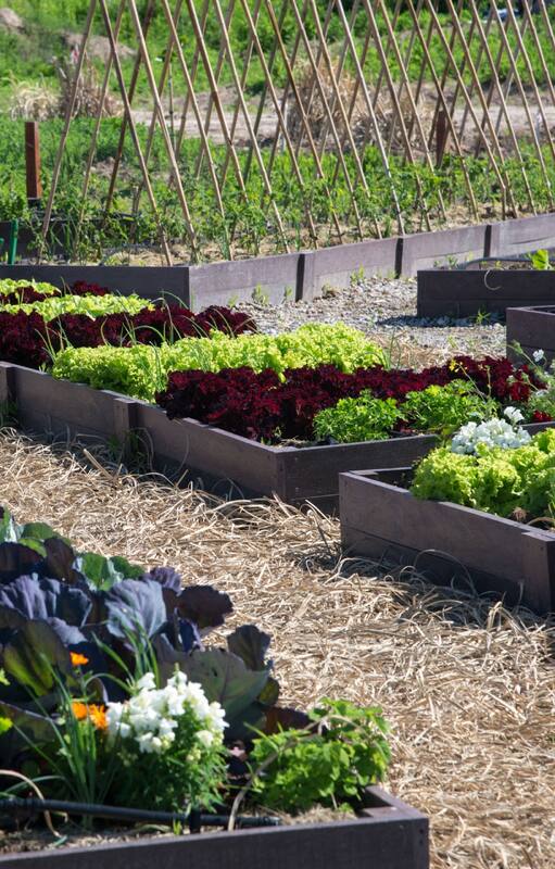 5 claves para empezar tu huerta en casa