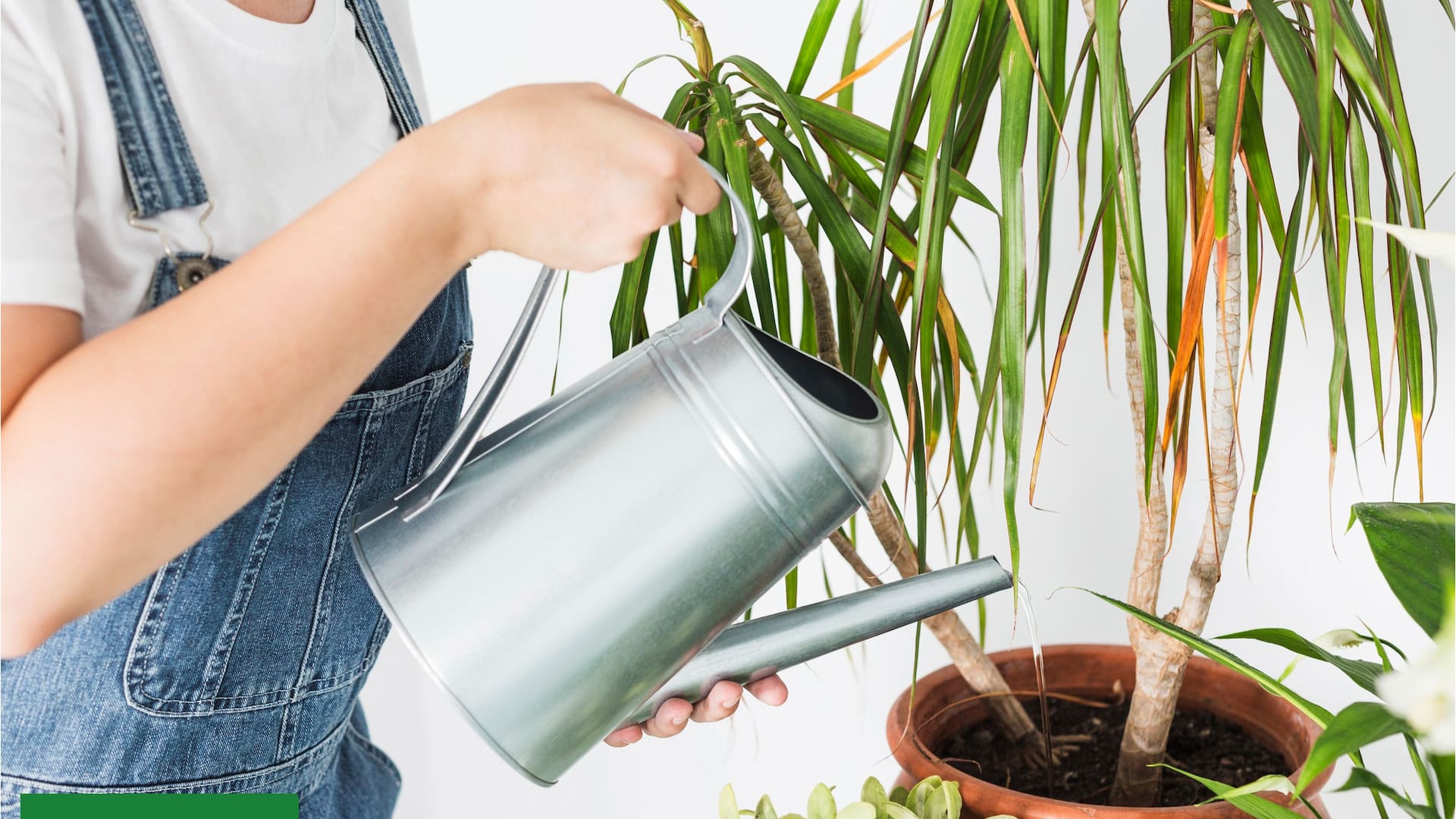 Trucos virales: Regar las plantas con agua de arroz, café o leche, ¿genialidad o locura?