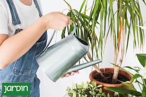 Regar las plantas con agua de arroz, café o leche, ¿genialidad o locura?