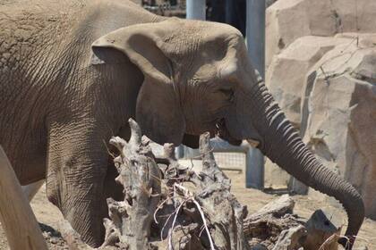 28-06-2021 El elefante de la sabana africana Tembo, en el zoológico de San Diego, fue uno de los elefantes que participaron en el estudio. POLITICA INVESTIGACIÓN Y TECNOLOGÍA LISA BARRETT