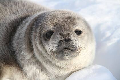 28-10-2012 Las focas de Weddell son una especie indicadora clave en el Océano Austral para el cambio climático y la conservación. POLITICA INVESTIGACIÓN Y TECNOLOGÍA DR. MICHELLE LARUE, UNIVERSITY OF MINNESOTA
