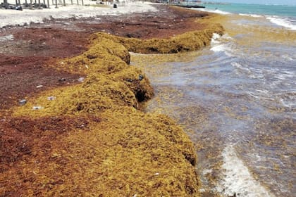 28/05/2024 Sargazos en Jamaica en 2021 POLITICA INVESTIGACIÓN Y TECNOLOGÍA DALE WEBBER.