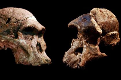 28/06/2022 Cráneos de Australopithecus que se encontraron en las cuevas de Sterkfontein, Sudáfrica. El relleno de la cueva Sterkfontein que contiene este y otros fósiles de Australopithecus data de hace 3,4 a 3,6 millones de años, mucho más antiguo de lo pensado POLITICA INVESTIGACIÓN Y TECNOLOGÍA JASON HEATON Y RONALD CLARKE