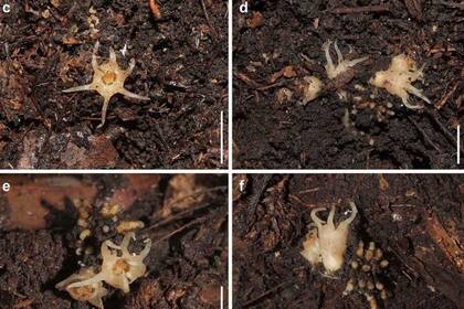 29/02/2024 Relictithismia kimotsukiensi POLITICA INVESTIGACIÓN Y TECNOLOGÍA SUETSUGU ET AL./JOURNAL OF PLANT RESEARCH