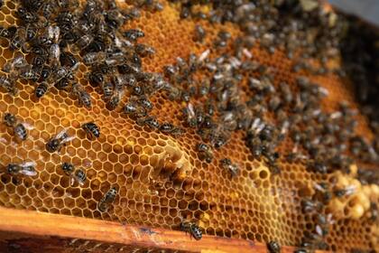 29/04/2022 Detalle de un panal de abejas de 'La Abeja Viajera', a 29 de abril de 2022, en Navalafuente, Madrid (España). 'La Abeja Viajera' es una empresa apícola  dedicada a la cría de abejas y ubicada en Soto del Real, aunque tiene colmenares distribuidos en varias zonas de la Sierra Norte de Madrid. La producción de miel artesanal, polen, jalea real, cera, producción de enjambres de abejas y venta de cosmética apícola, son algunas de las actividades que se realizan en la empresa, además de servicios de asesoramiento técnico y cursos para todas aquellas personas que quieran iniciarse en el mundo de la cría de abejas. Las abejas son insectos que ayudan a conservar la biodiversidad de la naturaleza y una de sus funciones es la polinización del planeta, considerado uno de los oficios más importantes para preservar el medio ambiente. POLITICA Rafael Bastante - Europa Press