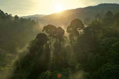 29/07/2024 Además de CO2, un nuevo estudio revela que los ábroles actuan como sumidero de metano atmosférico masivo a través de sus cortezas POLITICA INVESTIGACIÓN Y TECNOLOGÍA UNIVERSIDAD DE BRISTOL