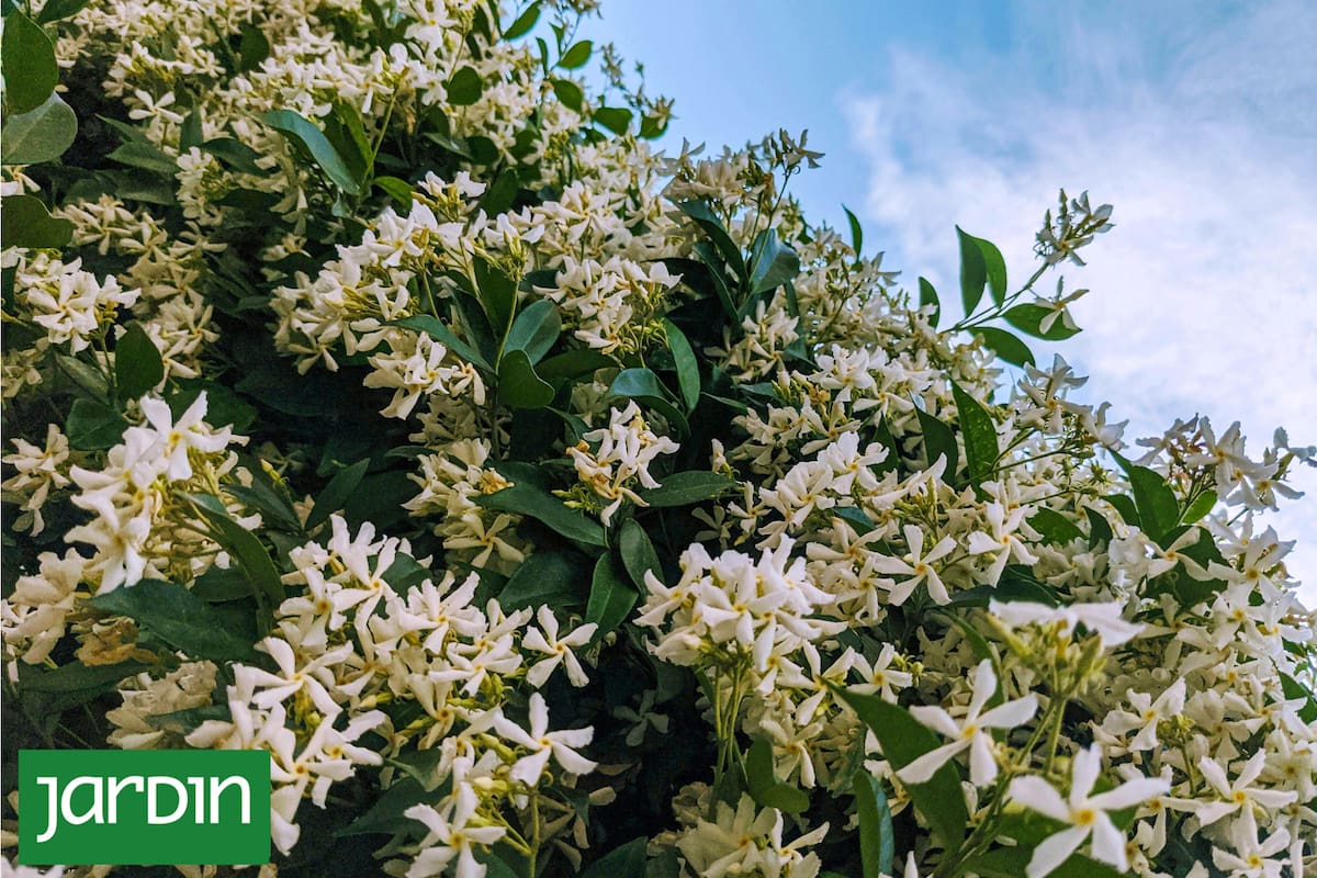 Descubrí el truco infalible para que tus jazmines exploten de flores esta primavera