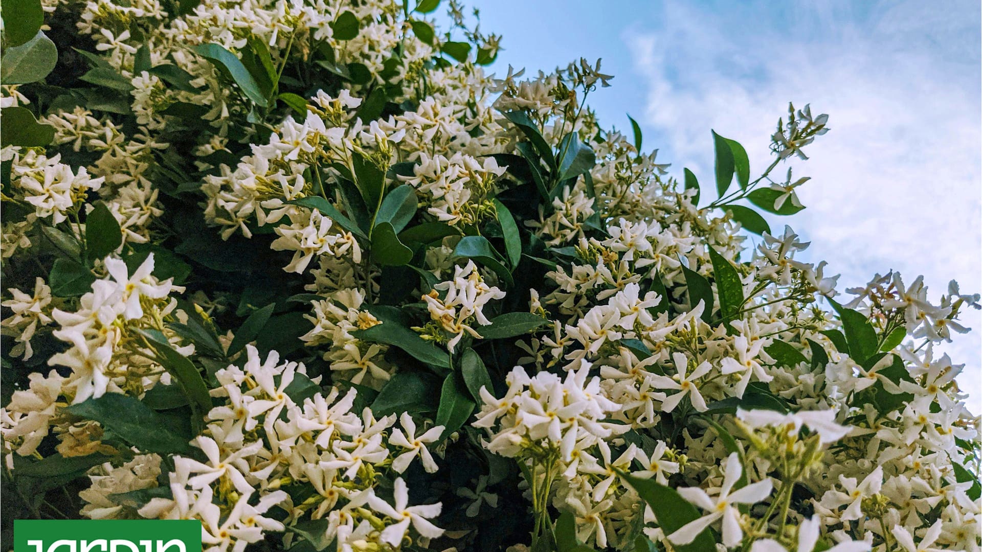 Descubrí el truco infalible para que tus jazmines exploten de flores esta primavera